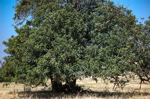 Carob tree in the Hyblaean countryside