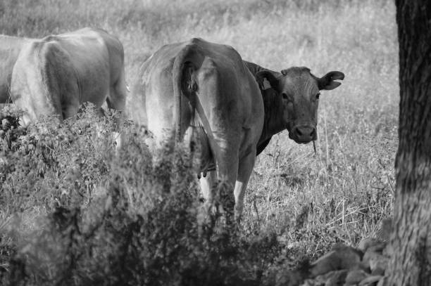 istock What do you look at? I'm a cow 1334009983