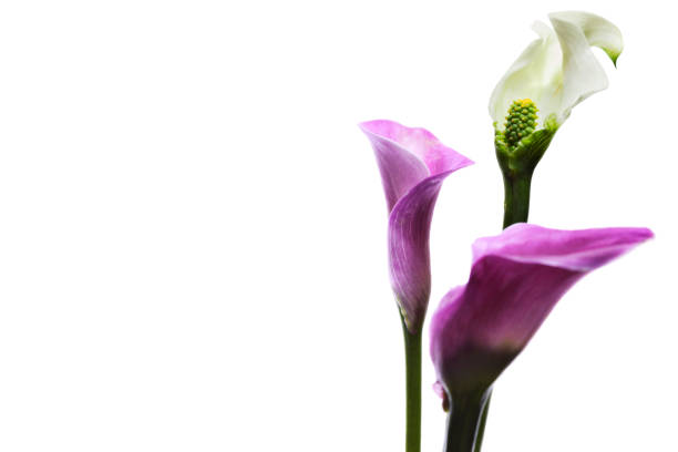 Pink calla lilly flowers on black background.