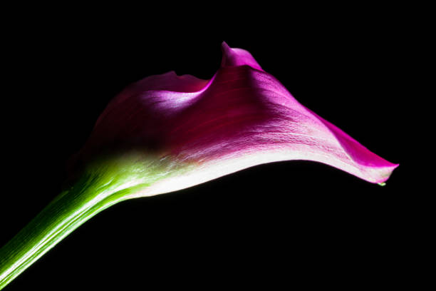 Dramatic light on a pink Calla Lily (Zantedeschia aethiopica) flower.