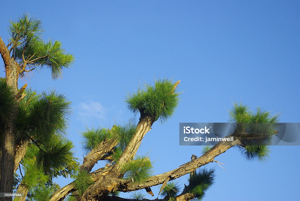 tree regrowing after trimming Beauty Stock Photo