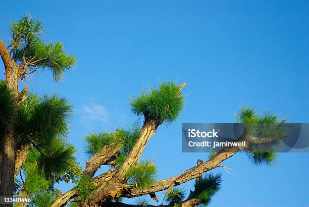 Tree Regrowing After Trimming Stock Photo - Download Image Now - Beauty, Beauty In Nature, Blue