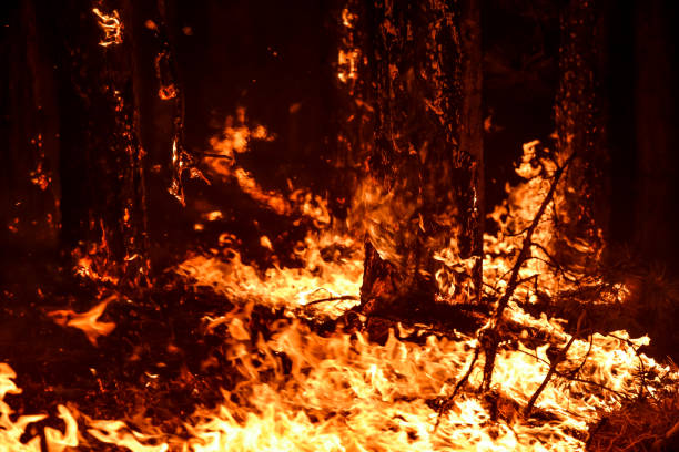 istock Environmental disaster - wildfire destroys forest and millions of trees 1334015423