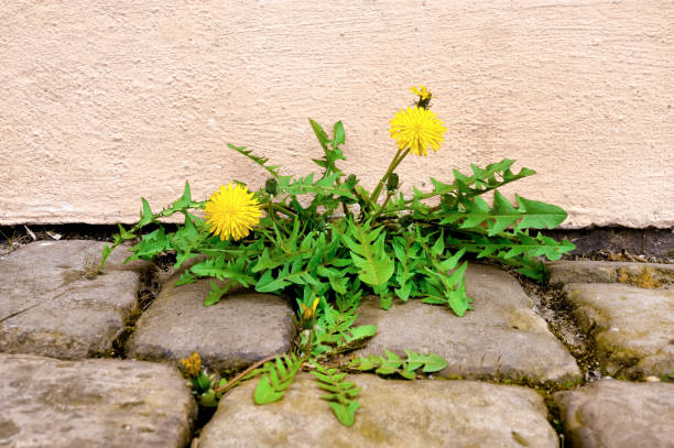denti di leone con fiori gialli, in un giunto tra pietre da pavimentazione e parete della casa. da vicino. - pianta selvatica foto e immagini stock