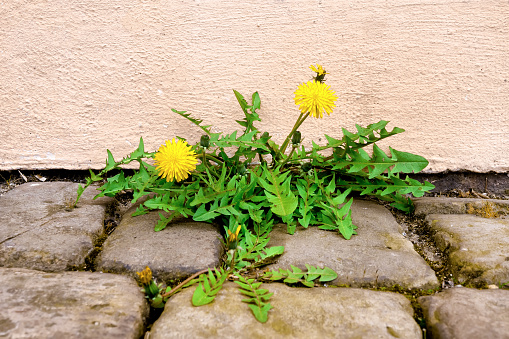 Dandelions with yellow flowers, in a joint between paving stones and house wall. Close up.