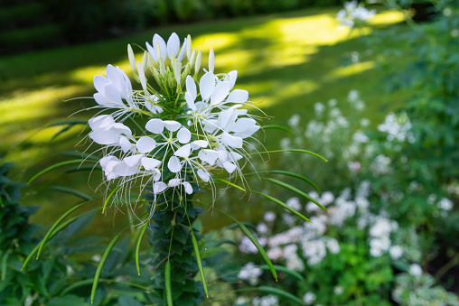 White Cleome , Spider Flower or Spider Leg Flower .- Weiße Cleome , Spinnenblume oder Spinnenbeinblume