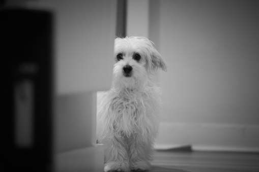 Abandoned sad Maltese dog. Animal protection.Abandoned sad Maltese dog. Animal protection.