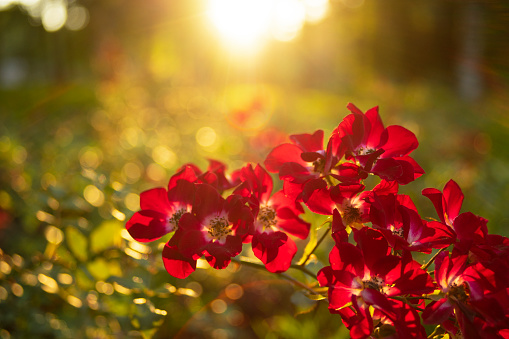 A wild rose of red color in the forest.close-up,behind the flower is a sunbeam