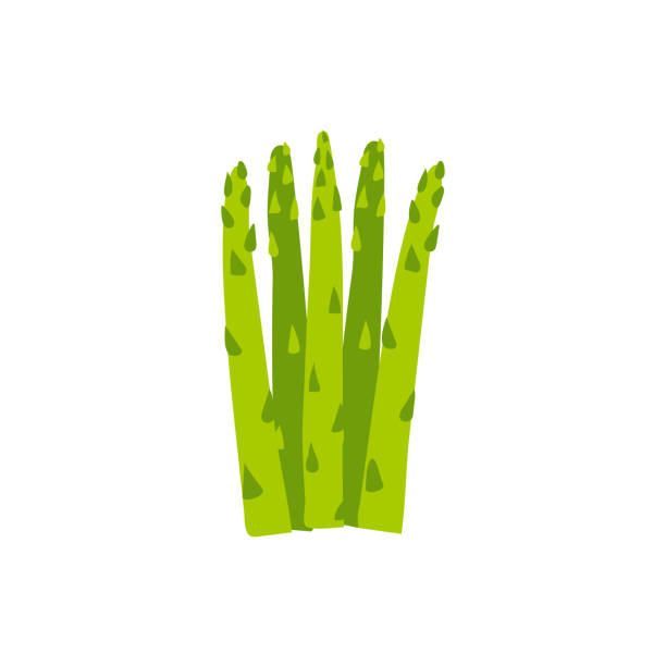 ilustraciones, imágenes clip art, dibujos animados e iconos de stock de espárragos verdes de dibujos animados aislados. ilustración vectorial de espárragos. planta comestible útil sobre un fondo blanco. - asparagus