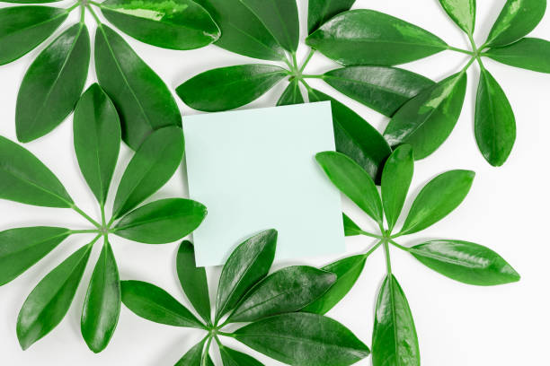 istock Nature Theme Presentation Ideas Designs, Displaying Renewable Materials, Creating Sustainable Products, Organic Materials, Gardening Design Planning, Spring Time Idea 1334023283