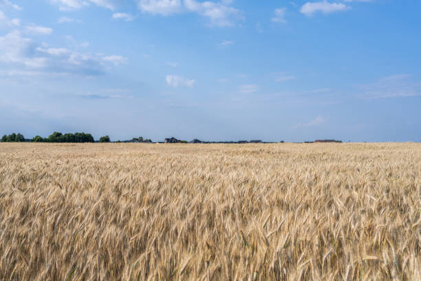 Rural landscape with golden rye field  on a sunny summer day in south-west Poland.