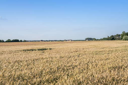 Rural landscape with golden rye field  on a sunny summer day in south-west Poland.