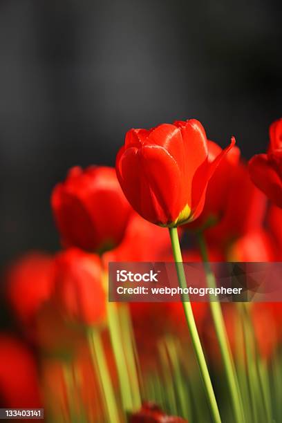 Tulipanes Foto de stock y más banco de imágenes de Aire libre - Aire libre, Belleza de la naturaleza, Botánica