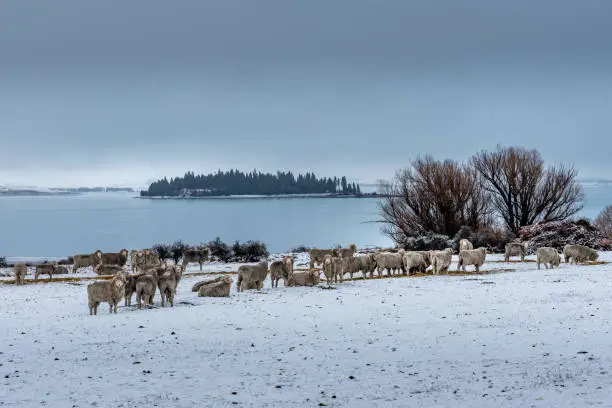 Photo of Merion Rams in the snow - Tekapo New Zealand