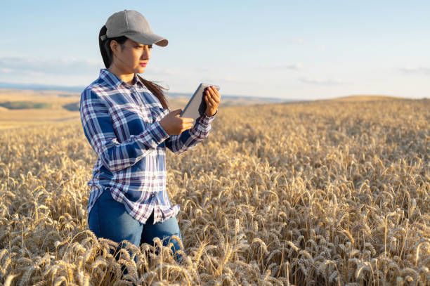 Young woman agronomist checks growth of wheat in field. Farmer takes notes on tablet. agro business concept. High quality photo. Young woman agronomist checks growth of wheat in field. Farmer takes notes on tablet. agro business concept. High quality photo. agronomist photos stock pictures, royalty-free photos & images