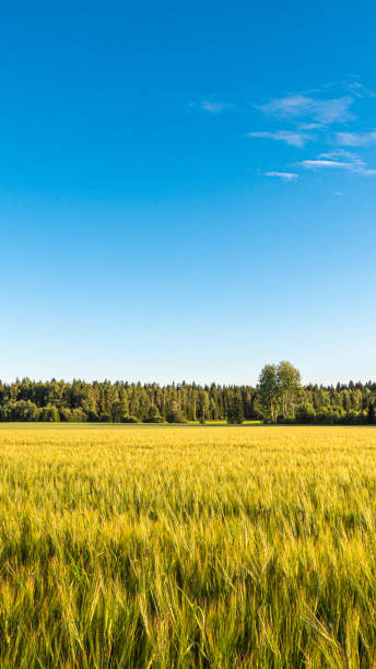 istock Close-up under blue sky and white clouds, yellow-green wheat fields, dense woods, beautiful natural scenery 1334032935