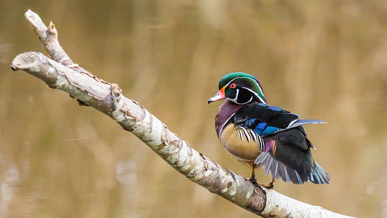 Wood Duck Perched on Tree Bracnh