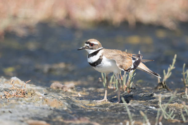 istock Killdeer Shorebird Feigns Injury to Distract Attention from Fledging in Background 1334034287
