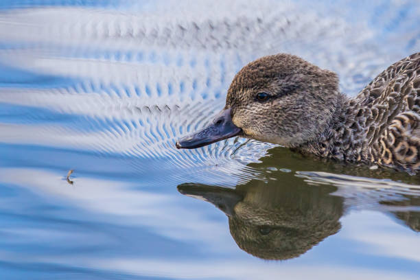 Green-Winged Teal Hen Zeroes in on Emerging Mosquito Green-Winged Teal Hen Zeroes in on Emerging Mosquito green winged teal duck stock pictures, royalty-free photos & images