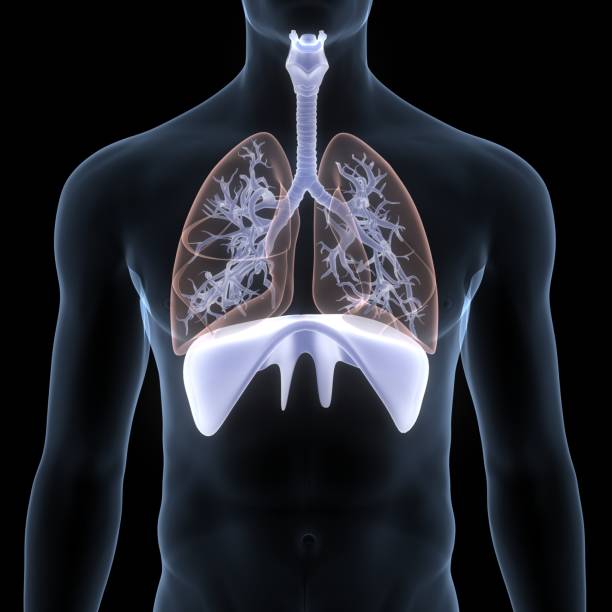 istock Human Respiratory System Lungs with Diaphragm Anatomy 1334034373