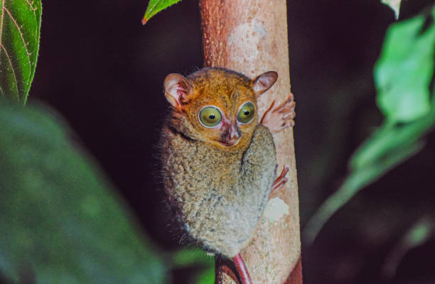 Endangered Western or Horsfield's Tarsier (Cephalopachus bancanus) (one of world's smallest primates) looks around at night in jungles of Borneo. stock photo