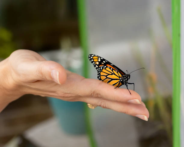 istock A Monarch Butterfly in a lady's hand 1334036062