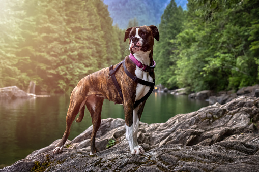 Playful and Funny Boxer Dog standing by the river in Canadian Nature. Alouette Lake in Golden Ears, Maple Ridge, Greater Vancouver, British Columbia, Canada.