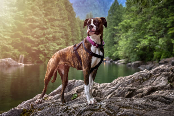 Playful and Funny Boxer Dog standing by the river Playful and Funny Boxer Dog standing by the river in Canadian Nature. Alouette Lake in Golden Ears, Maple Ridge, Greater Vancouver, British Columbia, Canada. alouette lake stock pictures, royalty-free photos & images