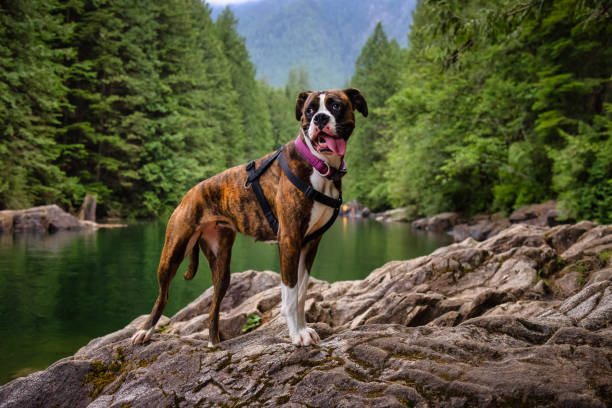 Playful and Funny Boxer Dog standing by the river in Canadian Nature. Alouette Lake in Golden Ears, Maple Ridge, Greater Vancouver, British Columbia, Canada.