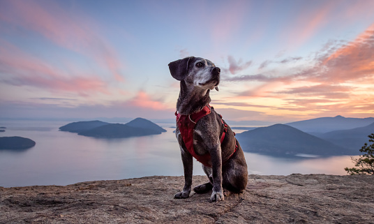 Adventurous little hiking dog on top of a mountain with scenic Canadian Nature Landscape in background. Sunny Summer Sunset. Tunnel Bluffs in Howe Sound, North of Vancouver, British Columbia, Canada.