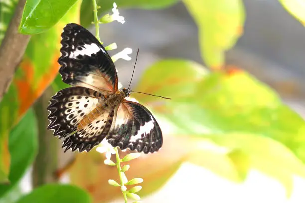 Photo of Close-up butterfly with Citharexylum spinosum white flower or Florida fiddlewood or Spiny fiddlewood or Fiddlewood tree