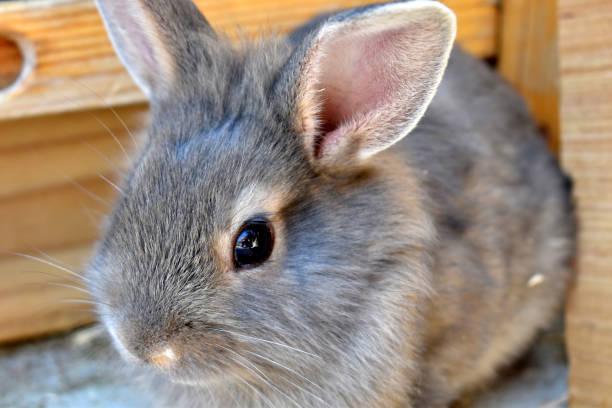 istock Baby Rabbit Gray and Tan 1334044944