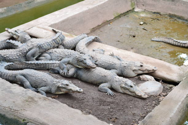 istock Group or float or bask of crocodiles laying around 1334045581
