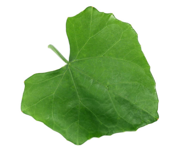 istock White ivy Gourd leaves over white background. 1334049119
