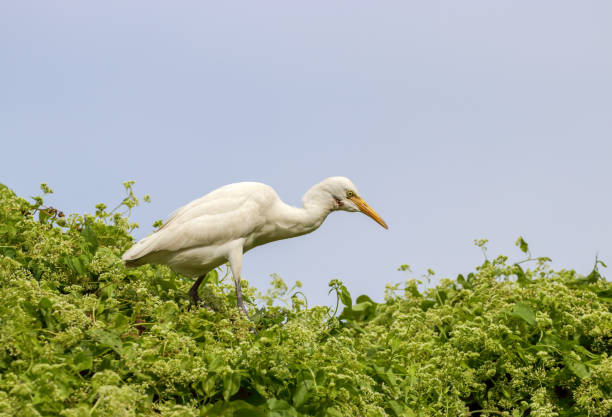 istock Cattle egret walking and searching  food. 1334051994
