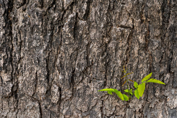 istock The bark of the Thai neem tree on which the young leaves depend 1334052989