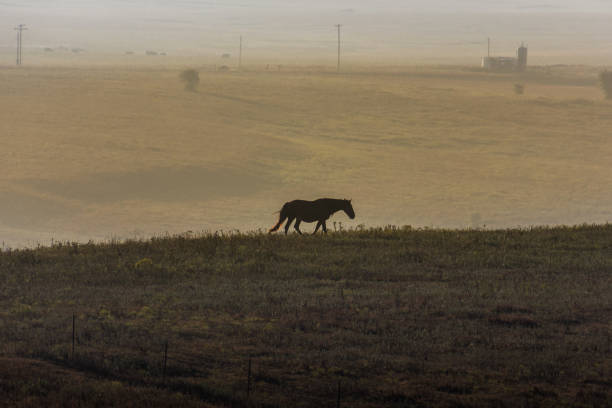 istock Horse walking in open field in the distance 1334052996