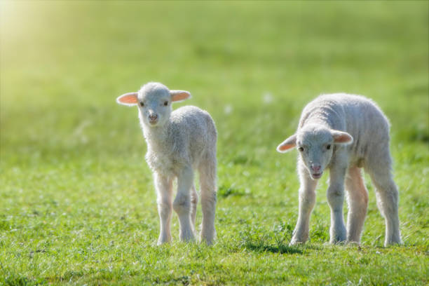 istock Newborn Baby Sheep 1334053541