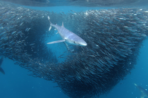 blue shark, Prionace glauca, and anchovy baitball, Cape Point, South Africa