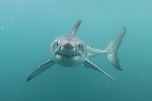 great white shark, Carcharodon carcharias, False Bay, South Africa