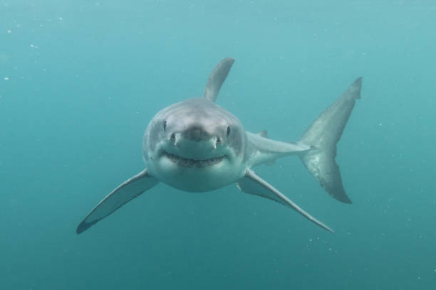 great white shark, carcharodon carcharias, false bay, south africa - atlantic ocean fotos imagens e fotografias de stock