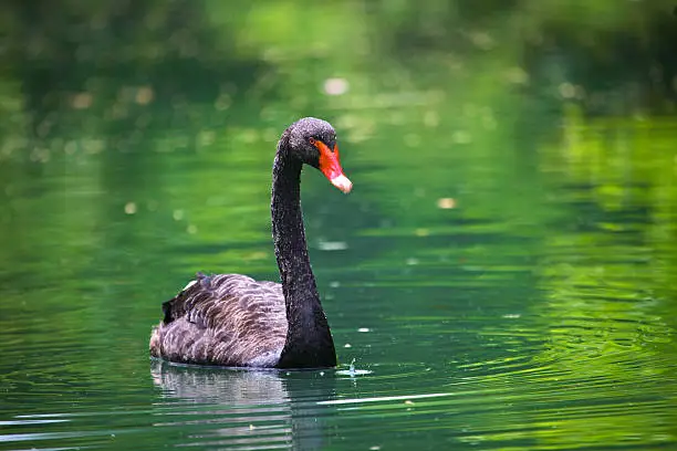 Black swan with a red beak In The green Pond