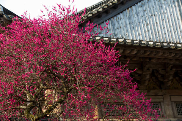 istock Red plum blossoms at Hwaeomsa Temple in Gurye 1334055103