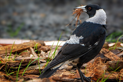 Australian native magpie with nesting materials in his mouth