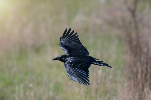 Australian raven (Corvus coronoides)  flying over a field