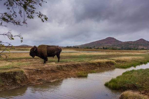 istock Buffalo or bison on stormy day with mountains and river 1334055871