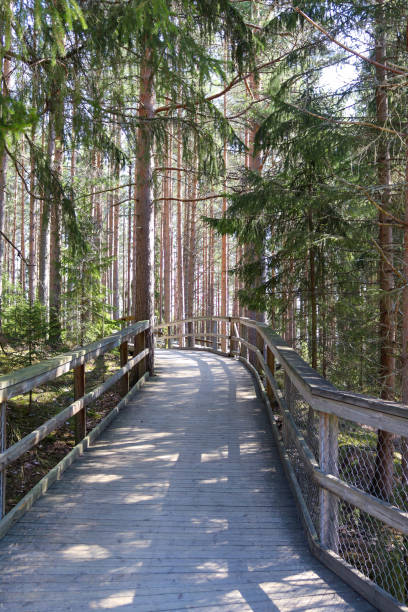 istock Wooden boardwalk in forest 1334057820