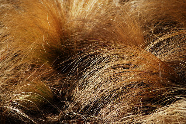 istock Dried Brown Ornamental Grass 133405893