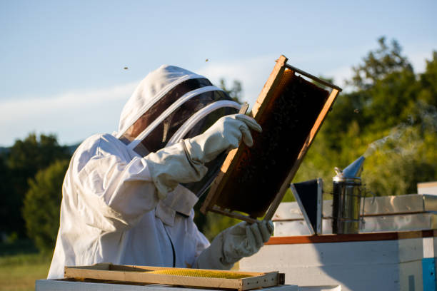 istock Beekeeper in white protective suit holding beehive frame and inspecting bees 1334061715