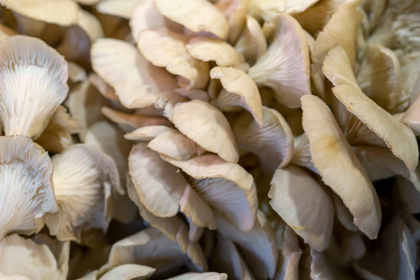 istock king oyster mushrooms 1334062302